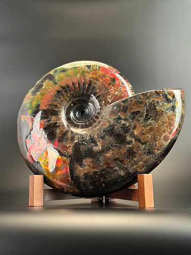 Аммонит Craspedodiskus discofalkatus красный перламутр 