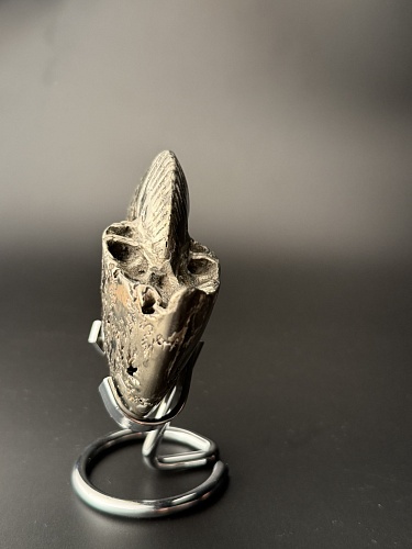 Аммонит Quenstedtoceras 98х80х34 мм