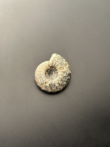 Аммонит Craspedites sp 36x32 мм