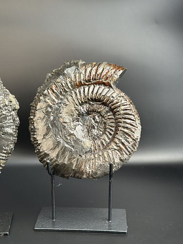 Аммонит Speetoniceras versicolor ПАРА 24х20 см    