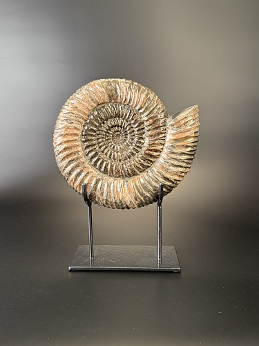 Аммонит Speetoniceras versicolor 22х20 см