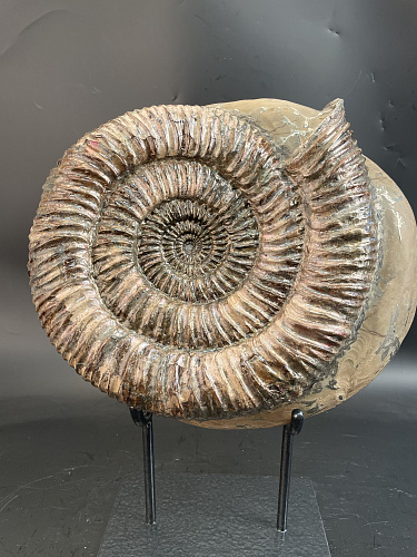 Аммонит Speetoniceras subinversum 310х270 мм