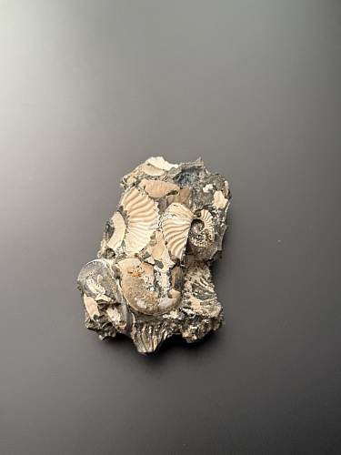 Аммонит Deshayesites volgensis 90х63 мм