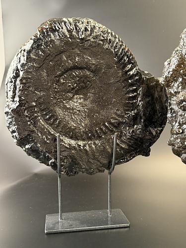 Аммонит Speetoniceras versicolor ПАРА 33х31 см