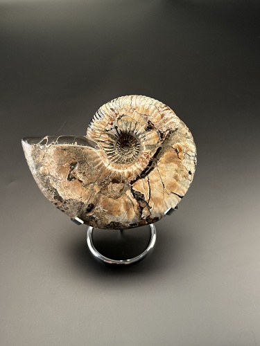 Аммонит Deshayesites  14х12 см