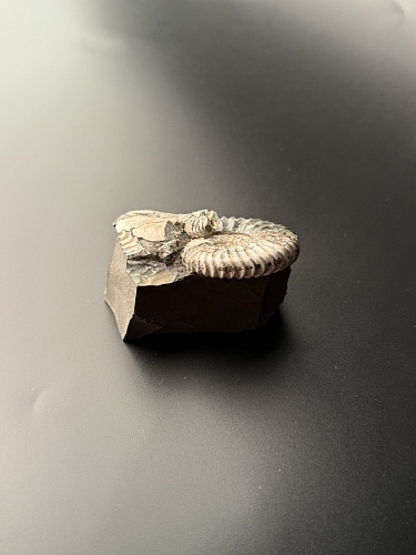 Аммонит Deshayesites volgensis 50х42 мм