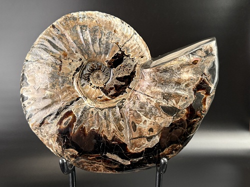 Аммонит Deshayesites imitator  29 х 24 см