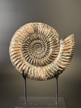 Аммонит Speetoniceras versicolor 22х20 см