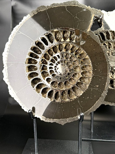 Аммонит Speetoniceras versicolor ПАРА 34 х 30 см