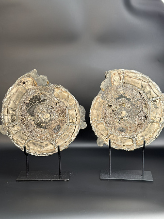 Аммонит Speetoniceras versicolor  ПАРА 28 х27 см 