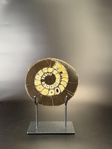 Аммонит Speetoniceras versicolor ПАРА 20х19 см