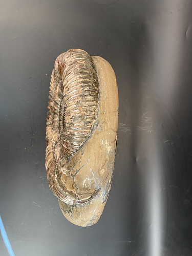 Аммонит Speetoniceras subinversum 310х270 мм