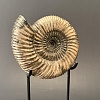 Аммонит Speetoniceras versicolor 17х15 см