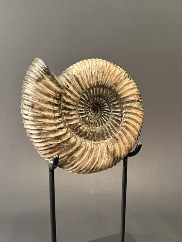 Аммонит Speetoniceras versicolor 17х15 см