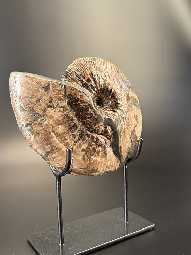 Аммонит Deshayesites  210 х160 мм