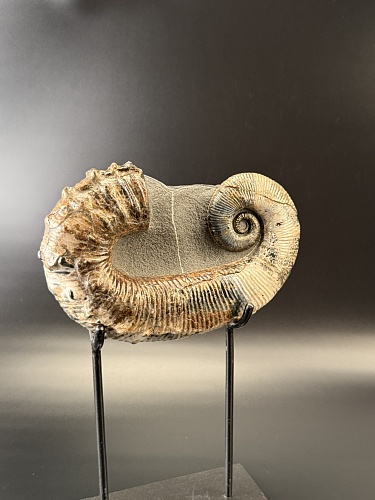 Развернутый аммонит Audouliceras 210х120х50 мм