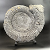 Аммонит Speetoniceras versicolor ГИГАНТ  57х45 см