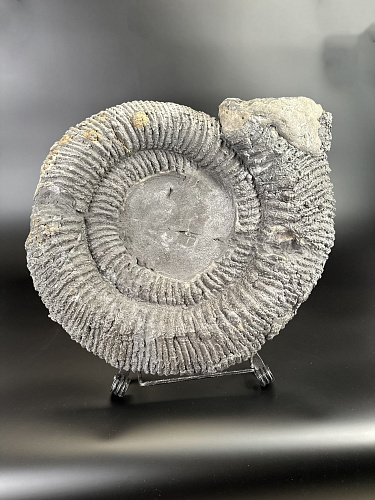 Аммонит Speetoniceras versicolor ГИГАНТ  57х45 см