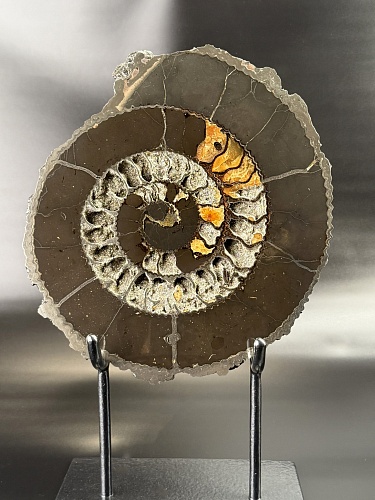 Аммонит Speetoniceras versicolor ПАРА 34 х 30 см