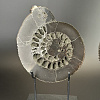 Аммонит Speetoniceras versicolor   25х20 см  