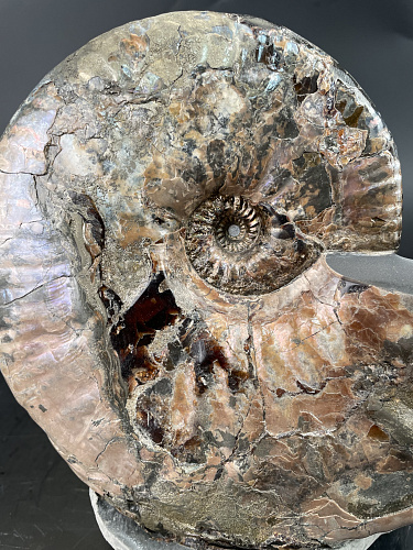 Аммонит Paradeshayesites sp. 200х150 мм