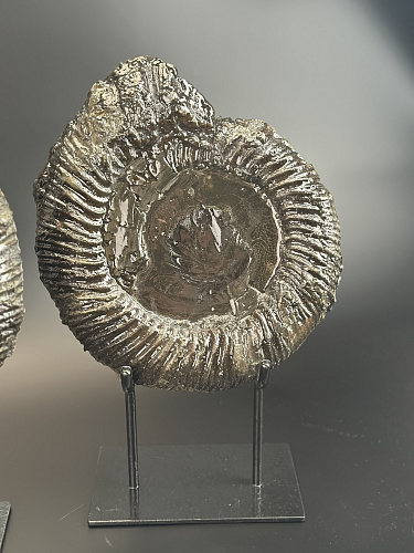 Аммонит Speetoniceras versicolor ПАРА  35х30 см