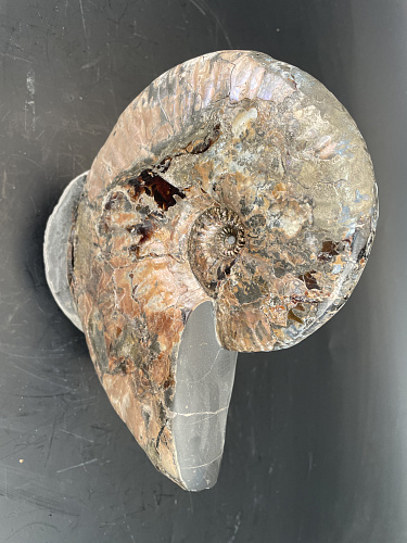 Аммонит Paradeshayesites sp. 200х150 мм