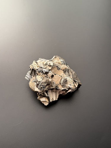 Аммонит Deshayesites volgensis 64х60 мм