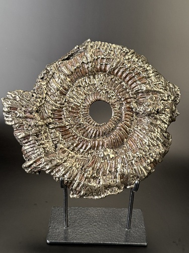 Аммонит Speetoniceras versicolor 27х25 см