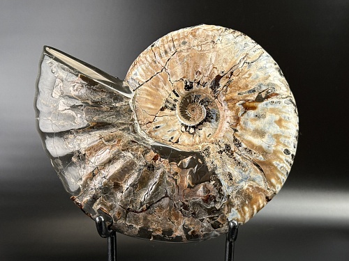 Аммонит Deshayesites imitator  29 х 24 см