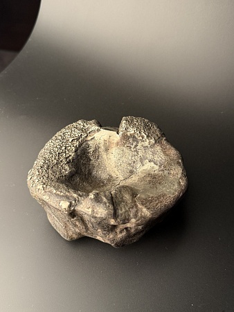 Позвонок ихтиозавра