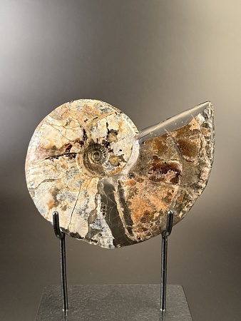 Аммонит Deshayesites imitator  200х170мм