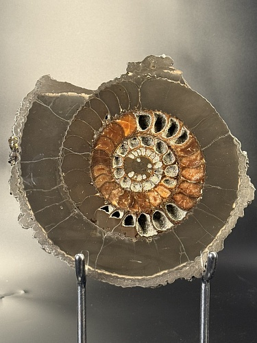 Аммонит Speetoniceras versicolor ПАРА 27х23 см