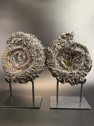 Аммонит Speetoniceras versicolor ПАРА 30х28 см