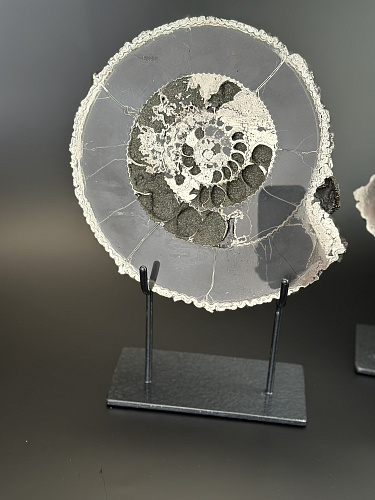 Аммонит Speetoniceras versicolor ПАРА 24х21 см