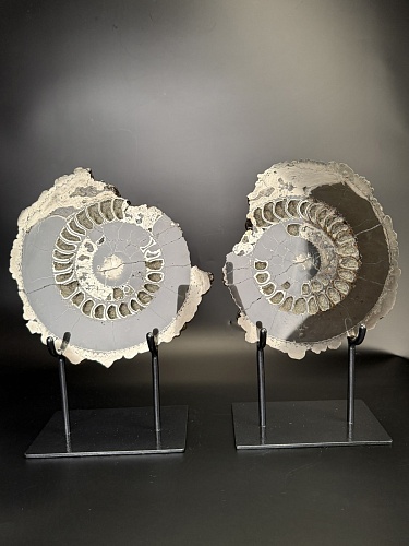 Аммонит Speetoniceras versicolor ПАРА 29х26 см 