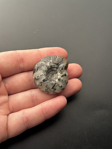 Аммонит Craspedites sp 35x31 мм