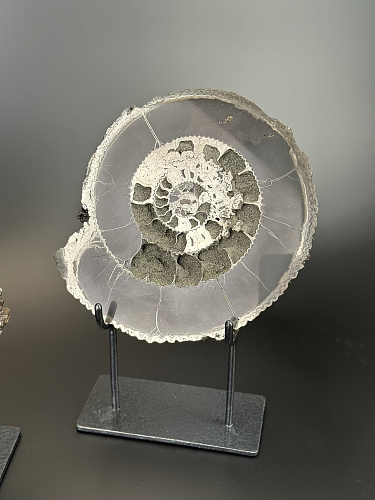 Аммонит Speetoniceras versicolor ПАРА 24х21 см