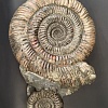 Аммонит Speetoniceras versicolor 43х36 см
