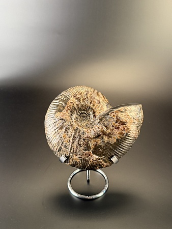 Аммонит Craspedodiskus discofalkatus  150х110 мм