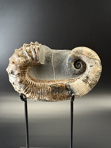 Развернутый аммонит Audouliceras 210х120х50 мм