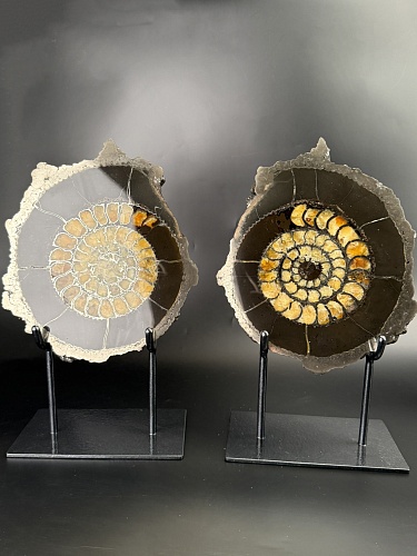 Аммонит Speetoniceras versicolor ПАРА 27х24 см 