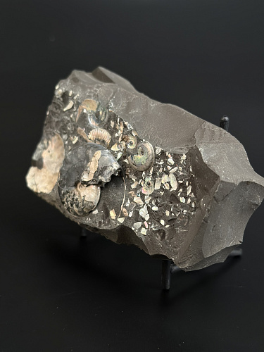 Аммонит Aconeceras tr. и Deshayesites volgensis слоек 115х60 мм