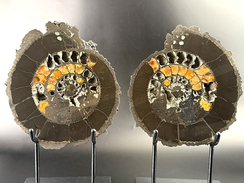 Аммонит Speetoniceras versicolor ПАРА 31х26 см