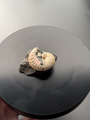 Аммонит Aconeceras trautscholdi 37х31 мм