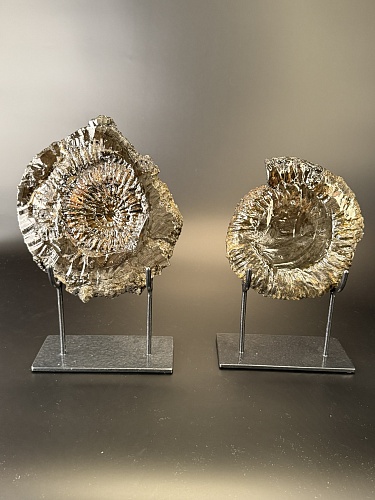 Аммонит Speetoniceras versicolor ПАРА 18х16 см