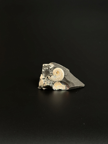 Аммонит Aconeceras tr. 20х16 мм