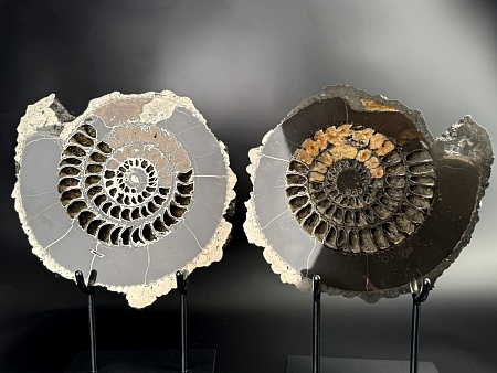 Аммонит Speetoniceras versicolor 36х32 см