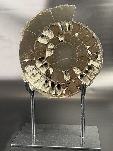 Аммонит Speetoniceras versicolor распил 23х22 см