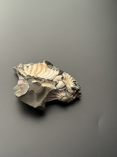 Аммонит Deshayesites volgensis 69х43 мм